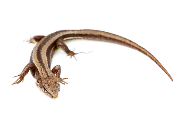 istock Live lizard ( Lacertilia) Lacerta agilis isolated. 677837274