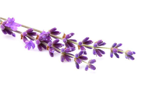 istock Branch of fresh lavender isolated. 677837484