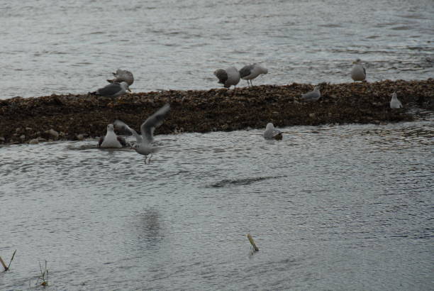 istock Flying and cleaning, bathing seagulls on the Mediterranean in Spain 677843298