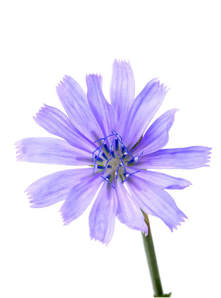istock Cichorium intybus flower closeup. 677845208