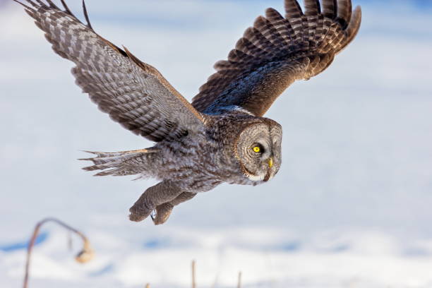 istock Great Grey Owl flying in a snowy background. 677845256