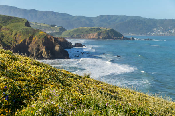 istock California Wildflowers 677845552