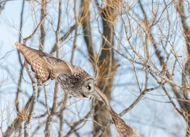istock Great Grey Owl flying in a snowy background. 677846956