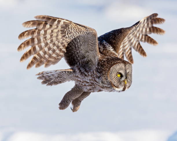 istock Great Grey Owl flying in a snowy background. 677847952