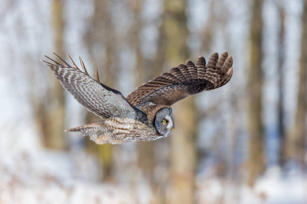 istock Great Grey Owl flying in a snowy background. 677848272