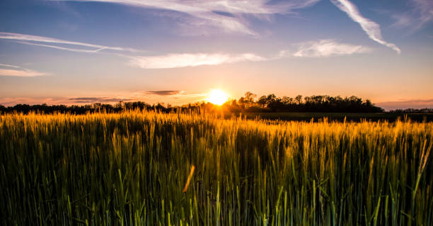 istock Wheat field at the sunset 677848526
