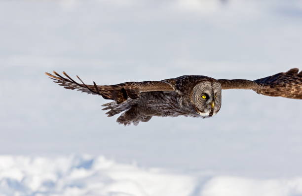 istock Great Grey Owl flying in a snowy background. 677848710