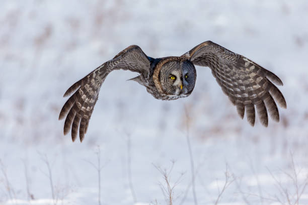 istock Great Grey Owl flying in a snowy background. 677852830