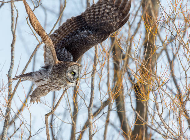 istock Great Grey Owl flying in a snowy background. 677854098