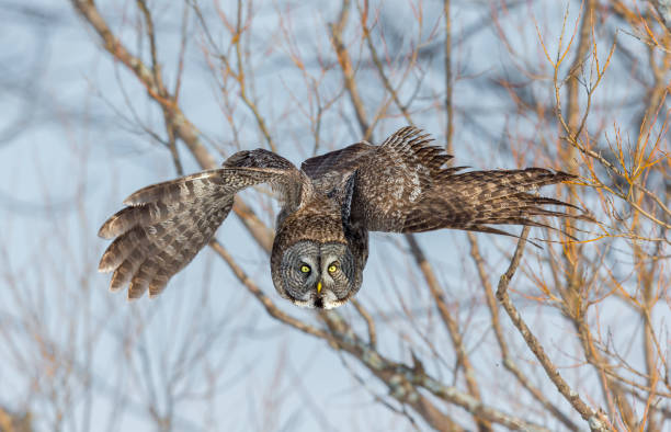 istock Great Grey Owl flying in a snowy background. 677857862