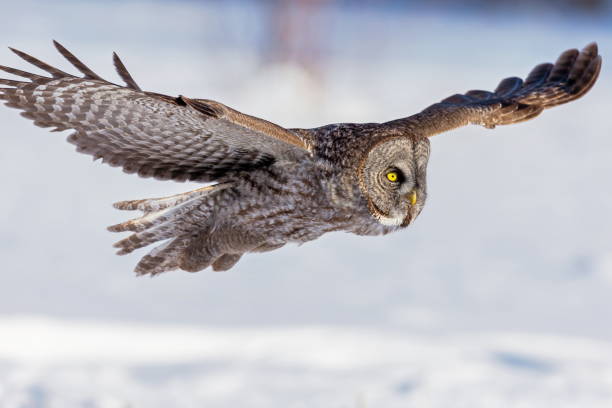 istock Great Grey Owl flying in a snowy background. 677857984