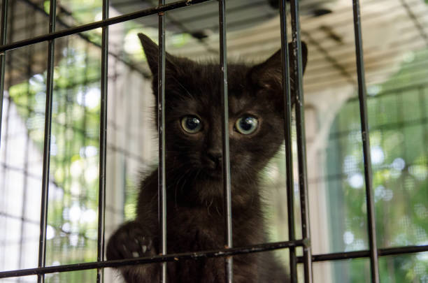 istock Kitten in animal shelter 677872248