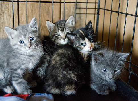 A litter of kittens waiting for adoption at an animal shelter.