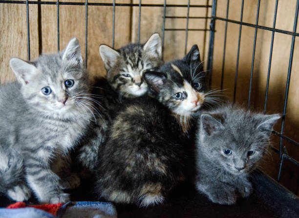 Kittens at animal shelter stock photo