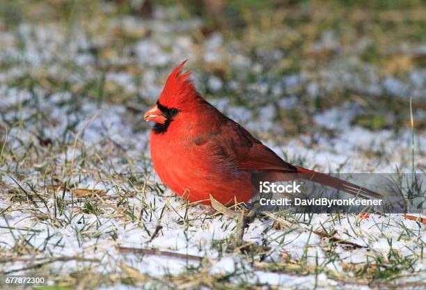 Feeding Male Northern Cardinal Stock Photo - Download Image Now - Animal Wildlife, Bird, Cold Temperature