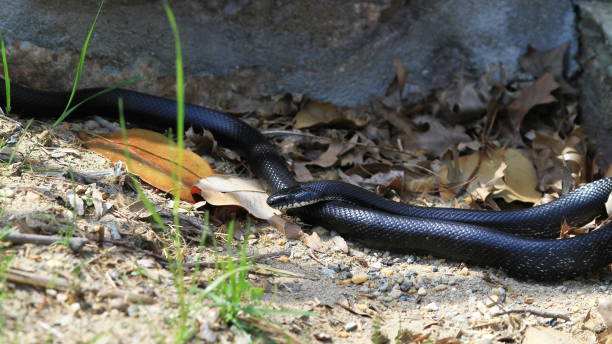 istock Northern Black Racer Snake 677872532