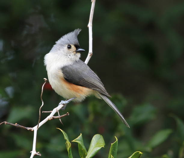 tufted titmouse - tufted tit foto e immagini stock