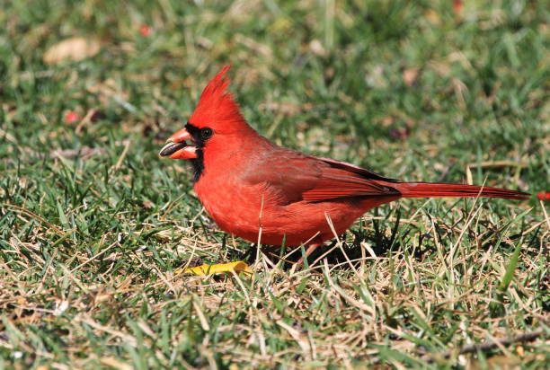 A lone Northern Cardinal near a field in Dallas, TX.