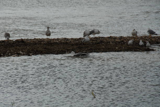 Flying and cleaning, bathing seagulls on the Mediterranean in Spain Flying and cleaning bathing seagulls on the Mediterranean sea in Spain möwe stock pictures, royalty-free photos & images