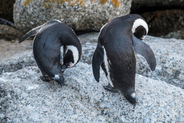 istock Penguins beach in cape town 677872998