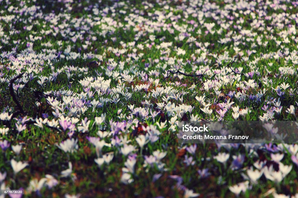 Flower covered meadow Spring meadow covered in Crocus vernus, also known ad Spring Crocus, Giant Crocus, spring saffron and wild saffron is a species in family Iridaceae. Agricultural Field Stock Photo