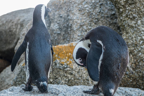 istock Penguins beach in cape town 677873746