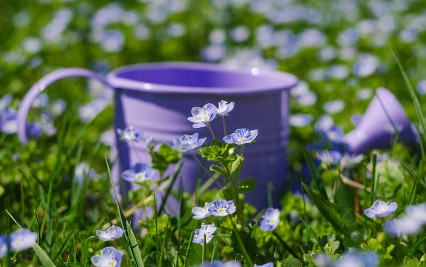 istock Veronica Small delicate flowers blooming outdoors 677873798