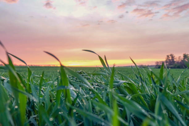 istock Field of green grass at sunset 677873816