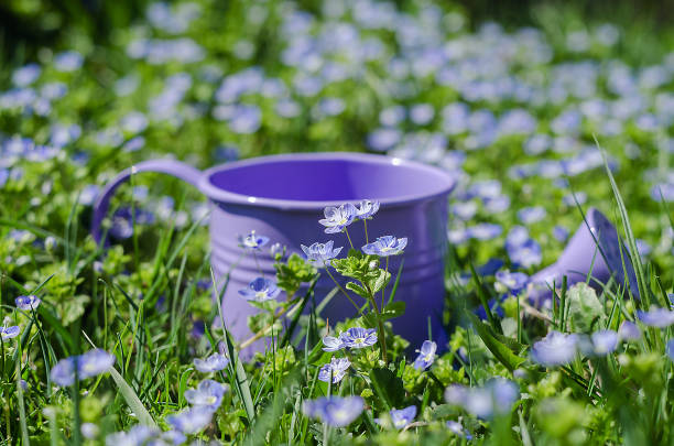 Veronica Small delicate flowers blooming outdoors