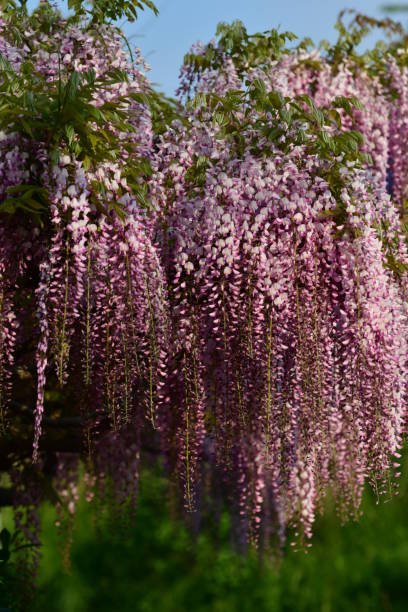 istock Japanese Wisteria Flowers 677874538