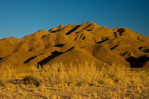 Beautiful Joshua trees in the Joshua Tree National Park.\nCalifornia, USA