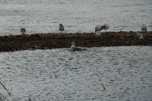 istock Flying and cleaning, bathing seagulls on the Mediterranean in Spain 677879824
