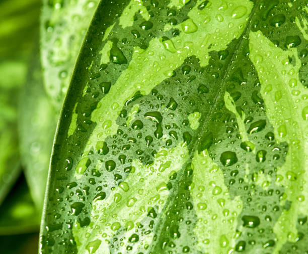 istock The green leafs with drops. Green leaves background. Leaf texture 677879908