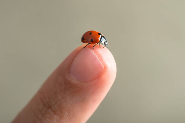 istock Red spotted ladybird on a finger 677894582