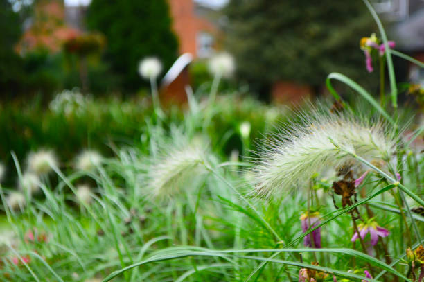 istock Flower in the field 677894606