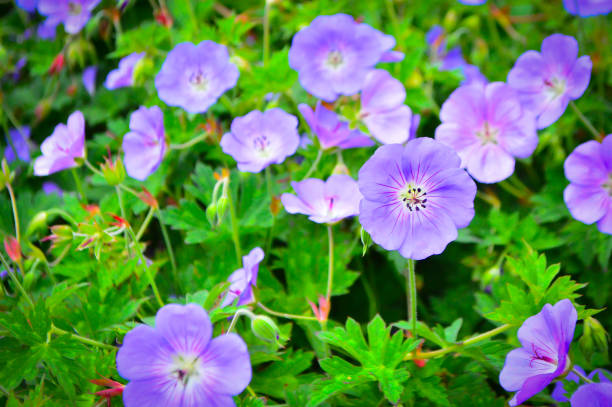 istock Flower in the field 677895974