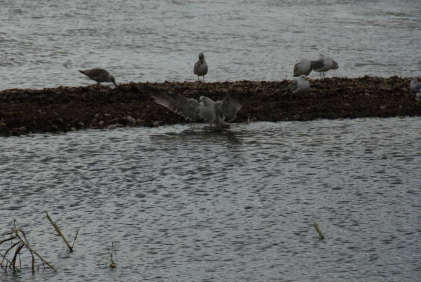 istock Flying and cleaning, bathing seagulls on the Mediterranean in Spain 677896104