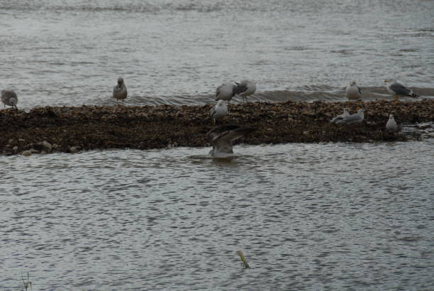 istock Flying and cleaning, bathing seagulls on the Mediterranean in Spain 677896128