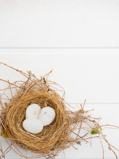 istock bird nest with three white stone on white background and copy space 677905604