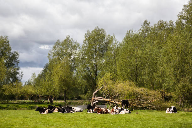 sol frío de la primavera en vacas acostado por famoso paraje y destino turístico de río stour en essex inglaterra - john constable fotografías e imágenes de stock