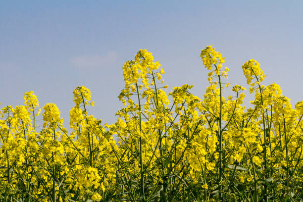 istock Canola/Rapeseed Flowers 677917676