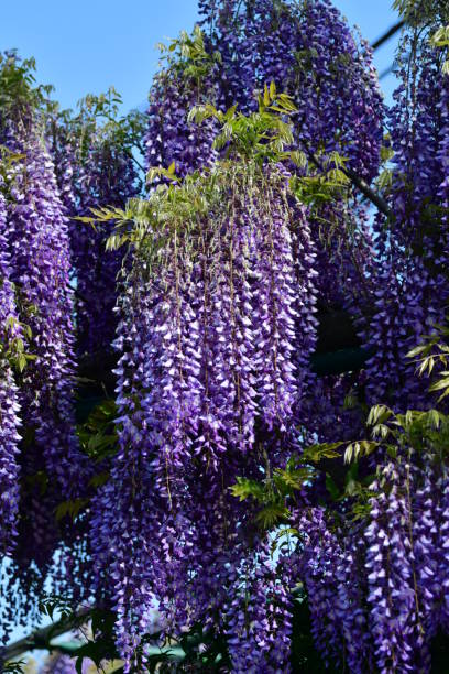istock Japanese Wisteria Flowers 677918754