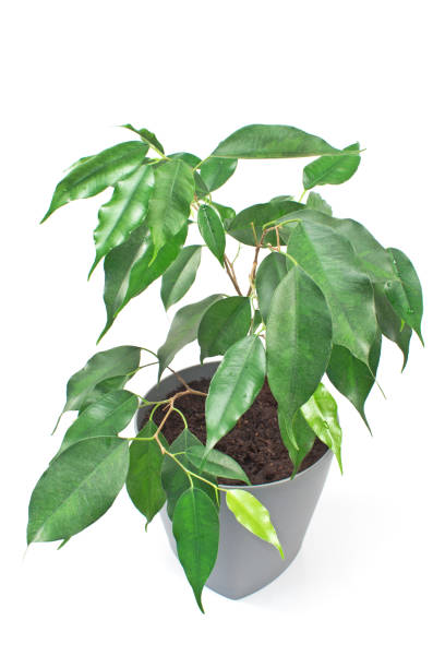 istock Ficus benjamin plant in pot isolated on white 677929468