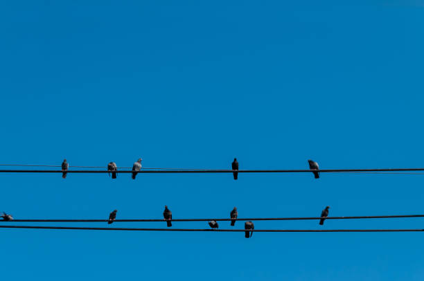 istock birds on wires isolated against clear blue sky 677931186