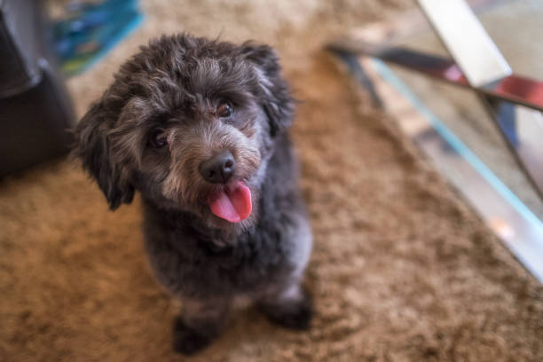 istock Adorable black poodle toy 677942964