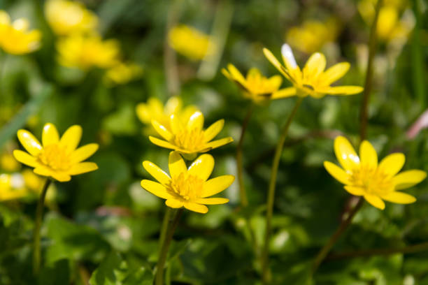 Celandine Flowers A photograph of yellow celandine flowers with a shallow depth of field. ficaria verna stock pictures, royalty-free photos & images