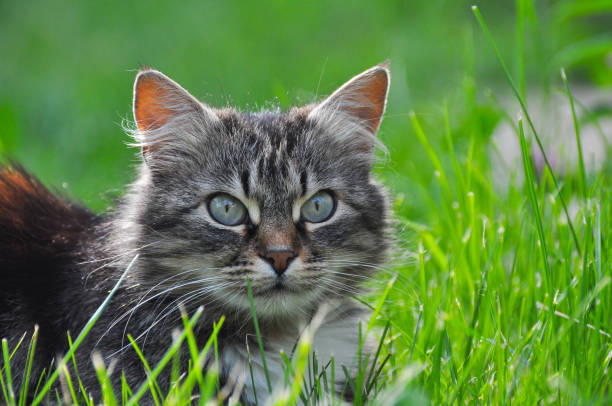 istock Portrait of  Norwegian Cat, 677956514