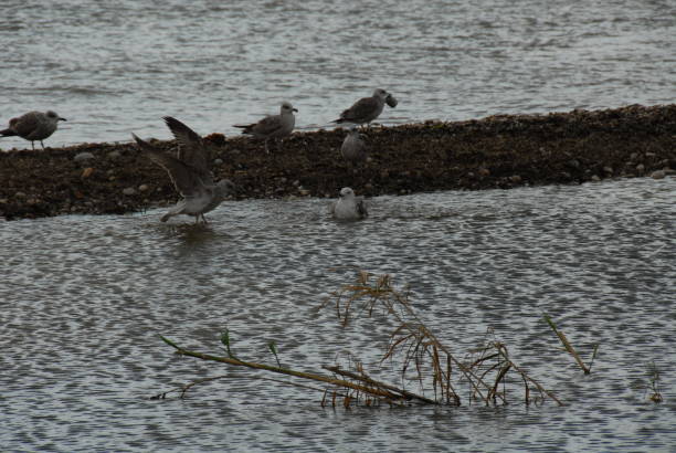 istock Flying and cleaning, bathing seagulls on the Mediterranean in Spain 677966802