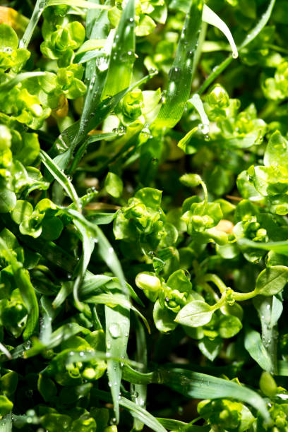 istock Green grass in the dew on the nature 677969340