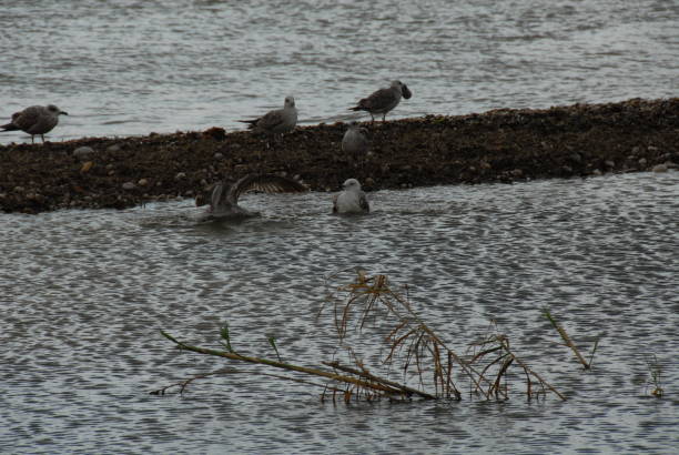 istock Flying and cleaning, bathing seagulls on the Mediterranean in Spain 677971904